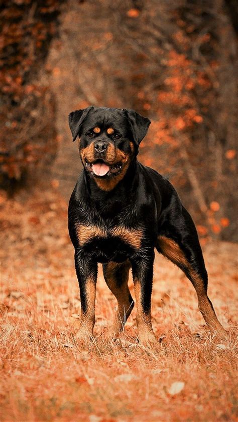 givenchy wallpaper rottweiler|Awesome Rottweiler iPhone Wallpapers .